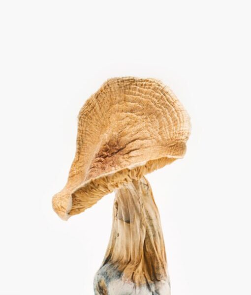 buy hallucinogenic mushrooms online