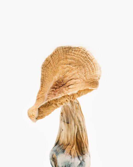 buy hallucinogenic mushrooms online