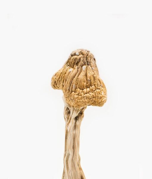 order magic mushrooms online