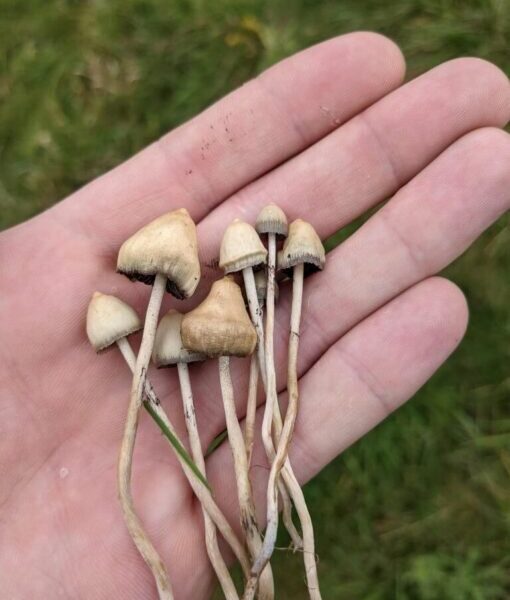albino penis envy mushroom