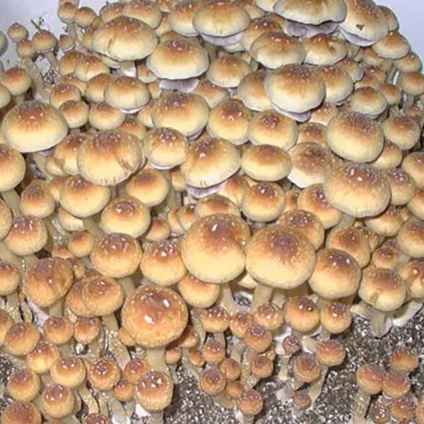 magic mushrooms online store