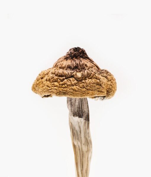 buy psilocybe mushrooms online